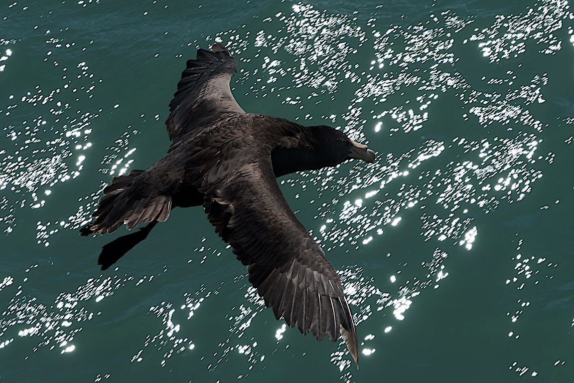 Petrel gigante