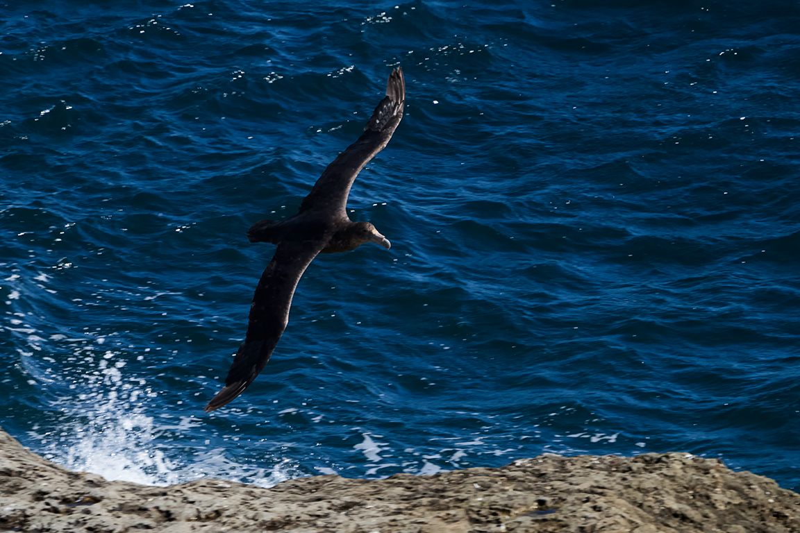 Petrel gigante