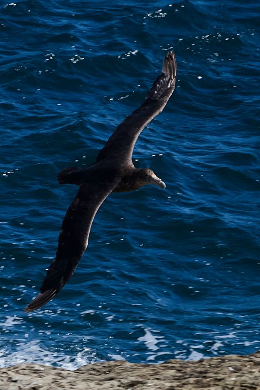 Petrel gigante