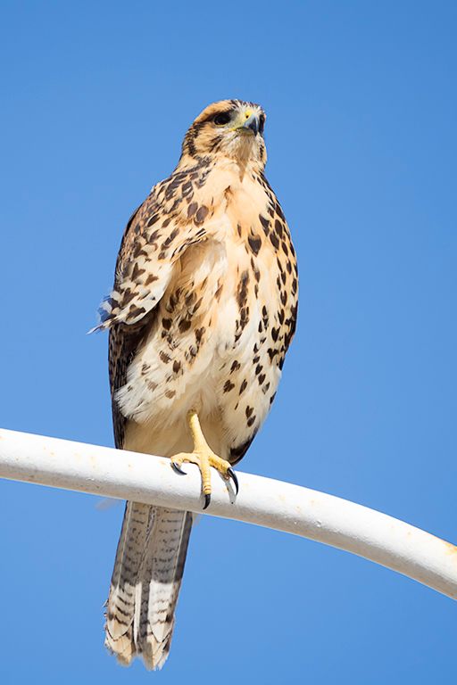 Águila mora juvenil