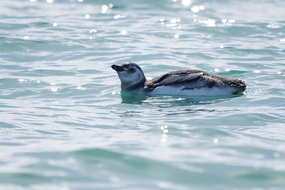 Pingüino de Magallanes
