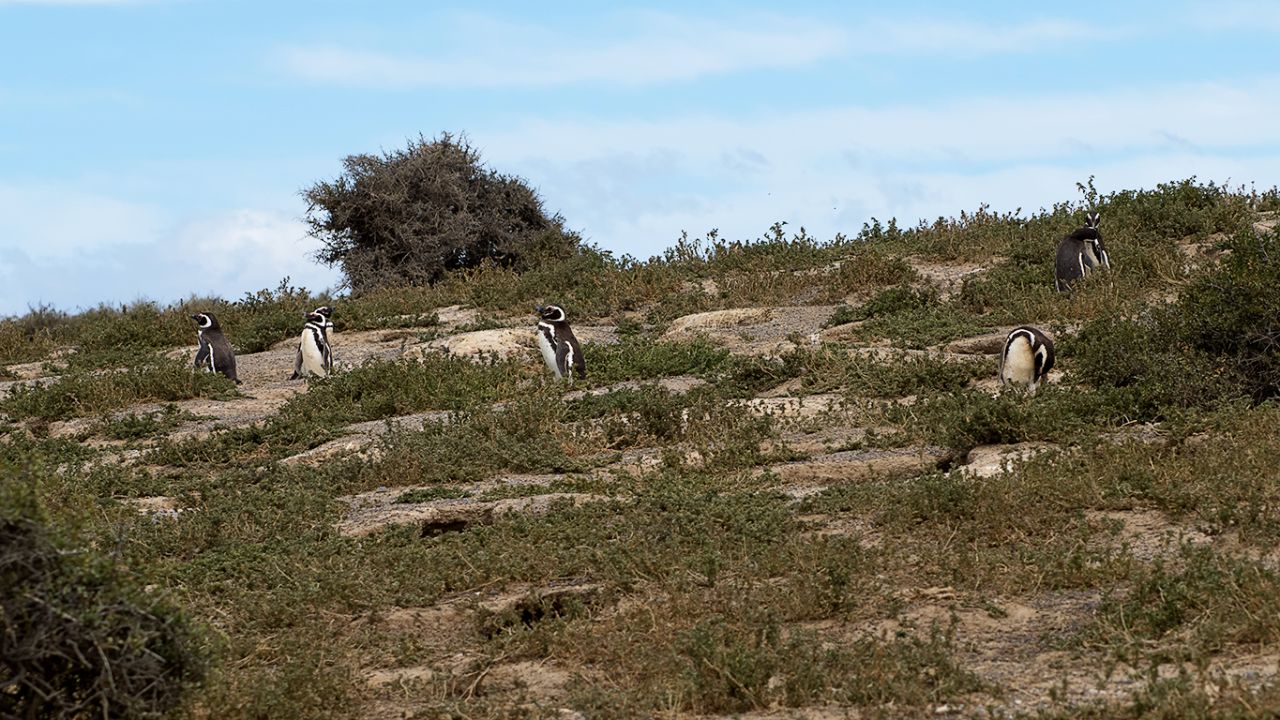 Pingüinos de Magallanes