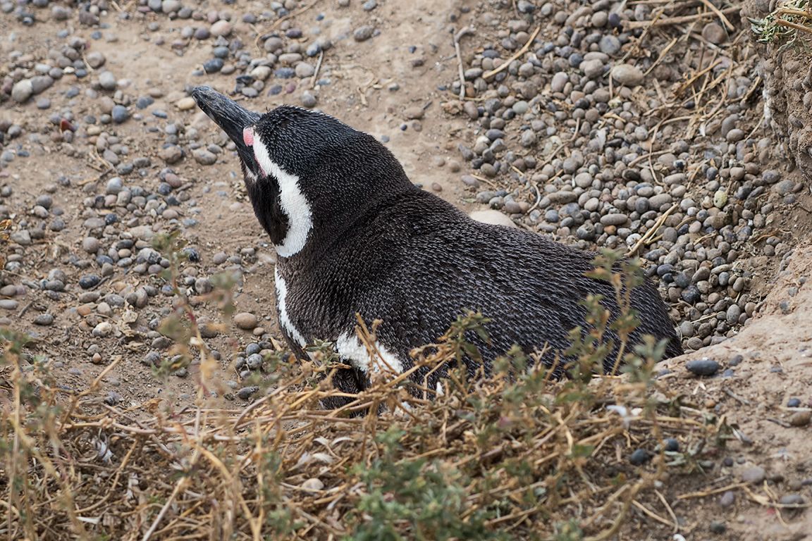 Pingüinos de Magallanes