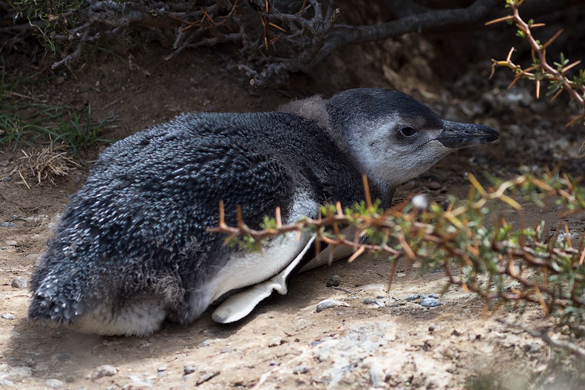 Pingüinos de Magallanes