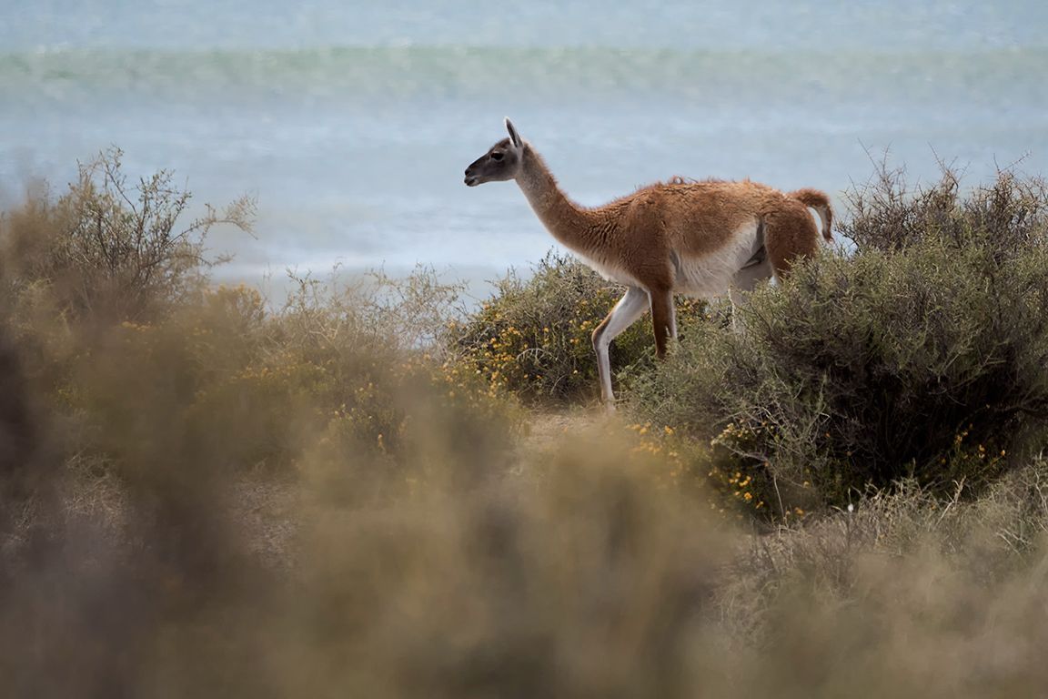 Guanaco