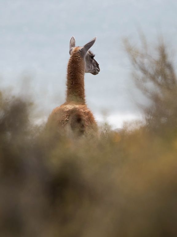 Guanaco
