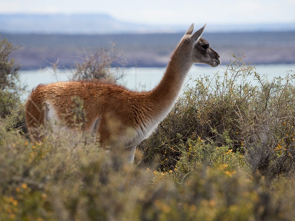 Guanaco