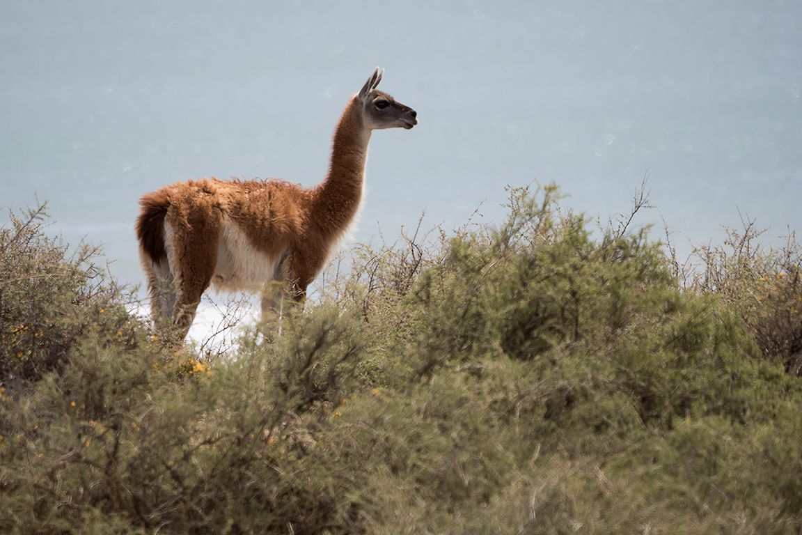 Guanaco