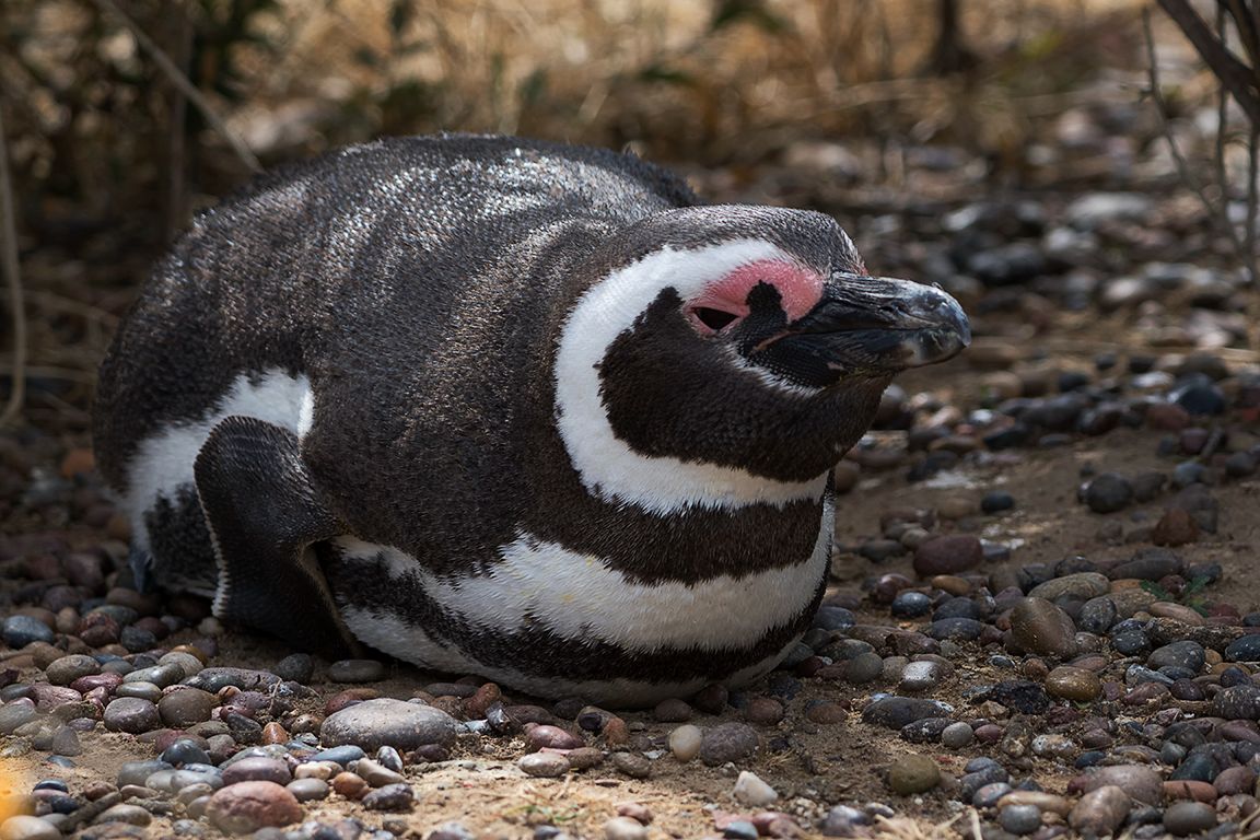 Pingüinos de Magallanes