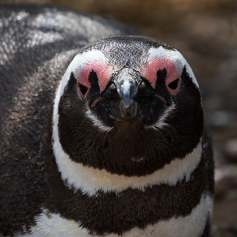 Pingüinos de Magallanes