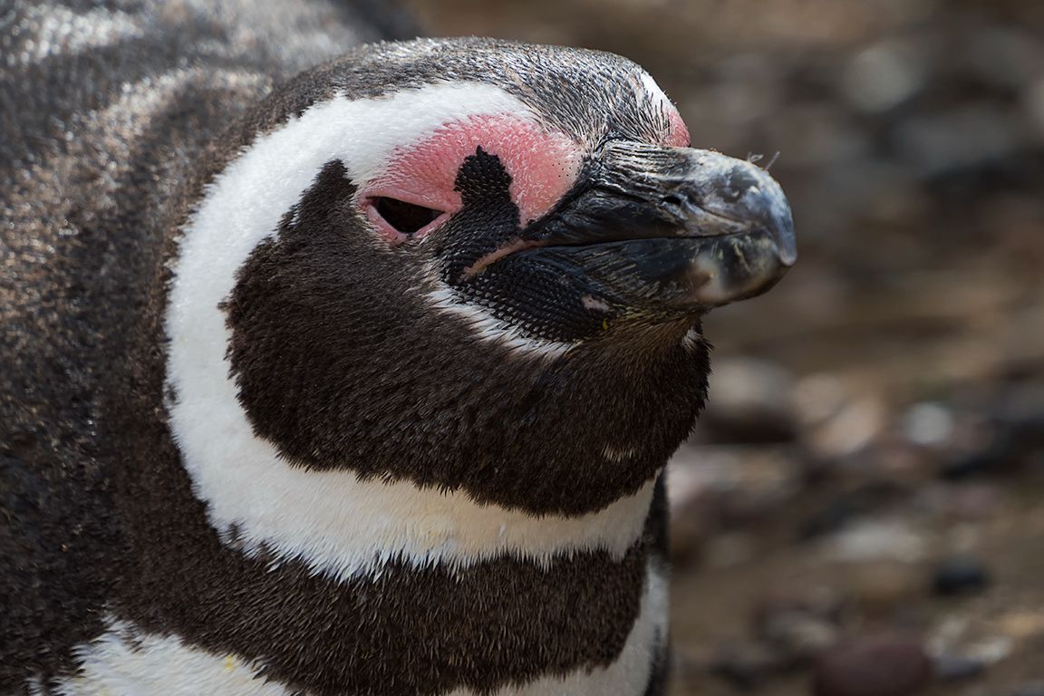 Pingüinos de Magallanes