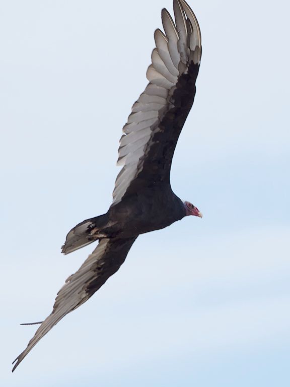 Jote de cabeza colorada