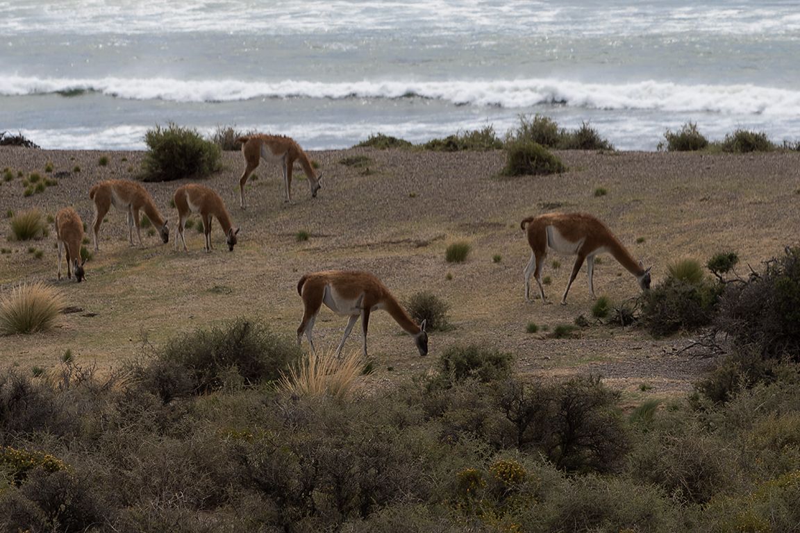 Guanacos