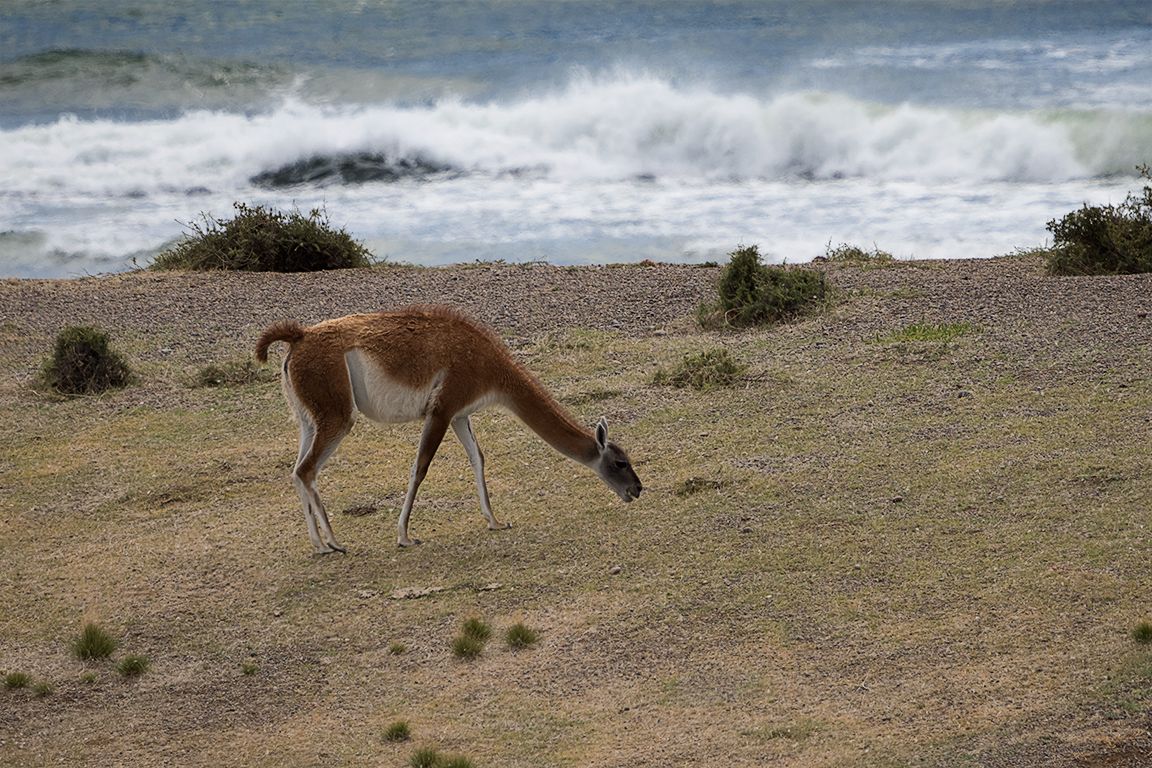 Guanaco