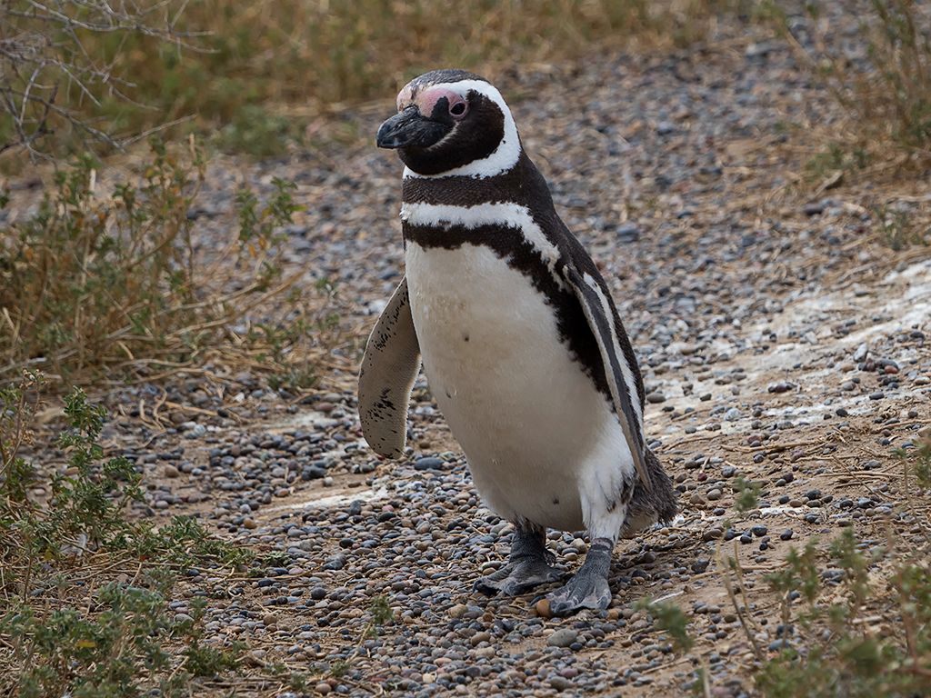 Pingüinos de Magallanes