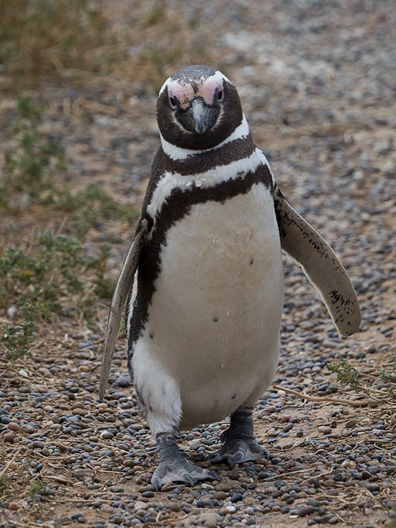Pingüinos de Magallanes