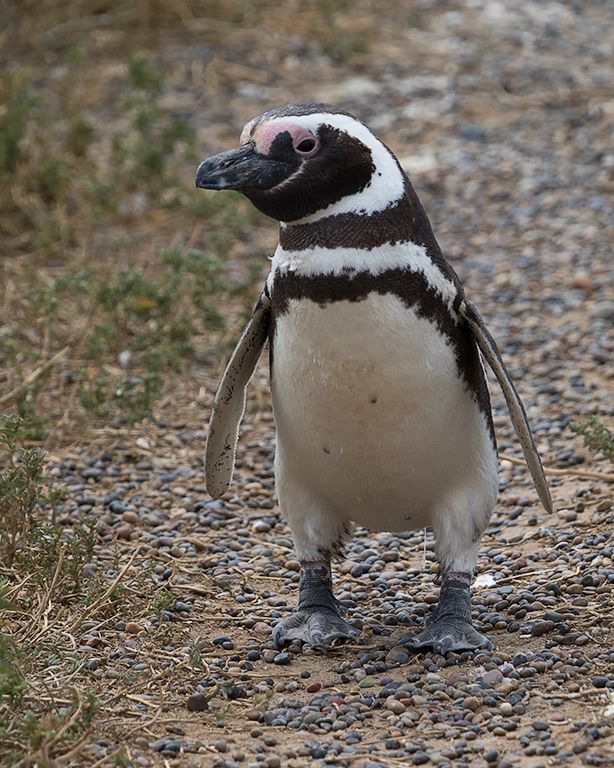 Pingüinos de Magallanes