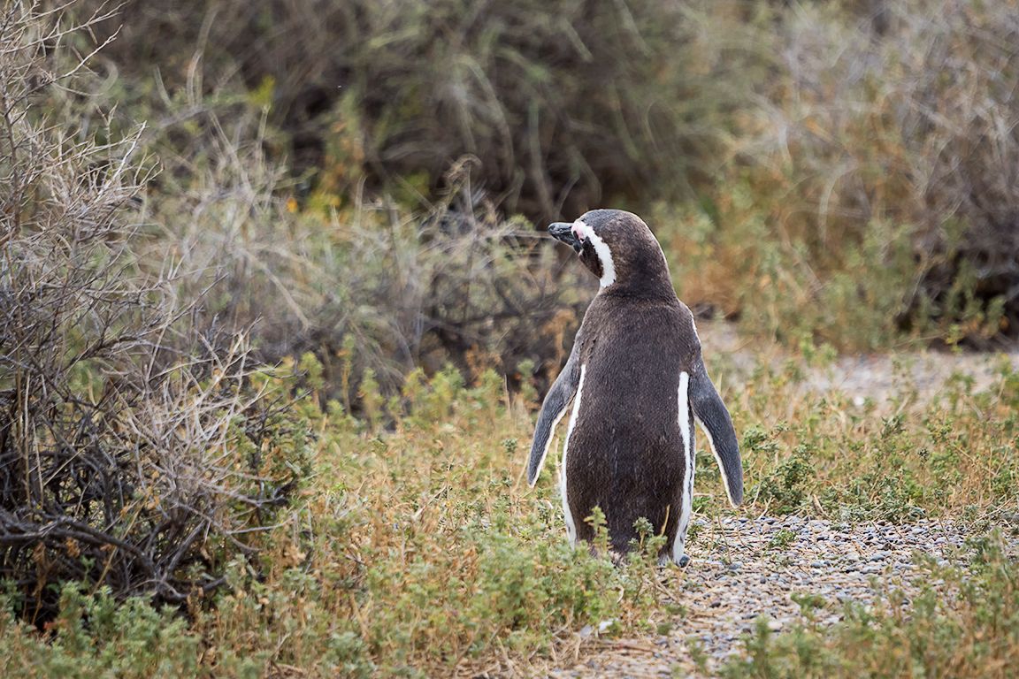 Pingüinos de Magallanes