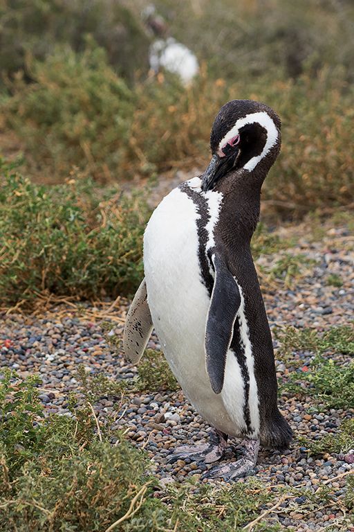 Pingüinos de Magallanes