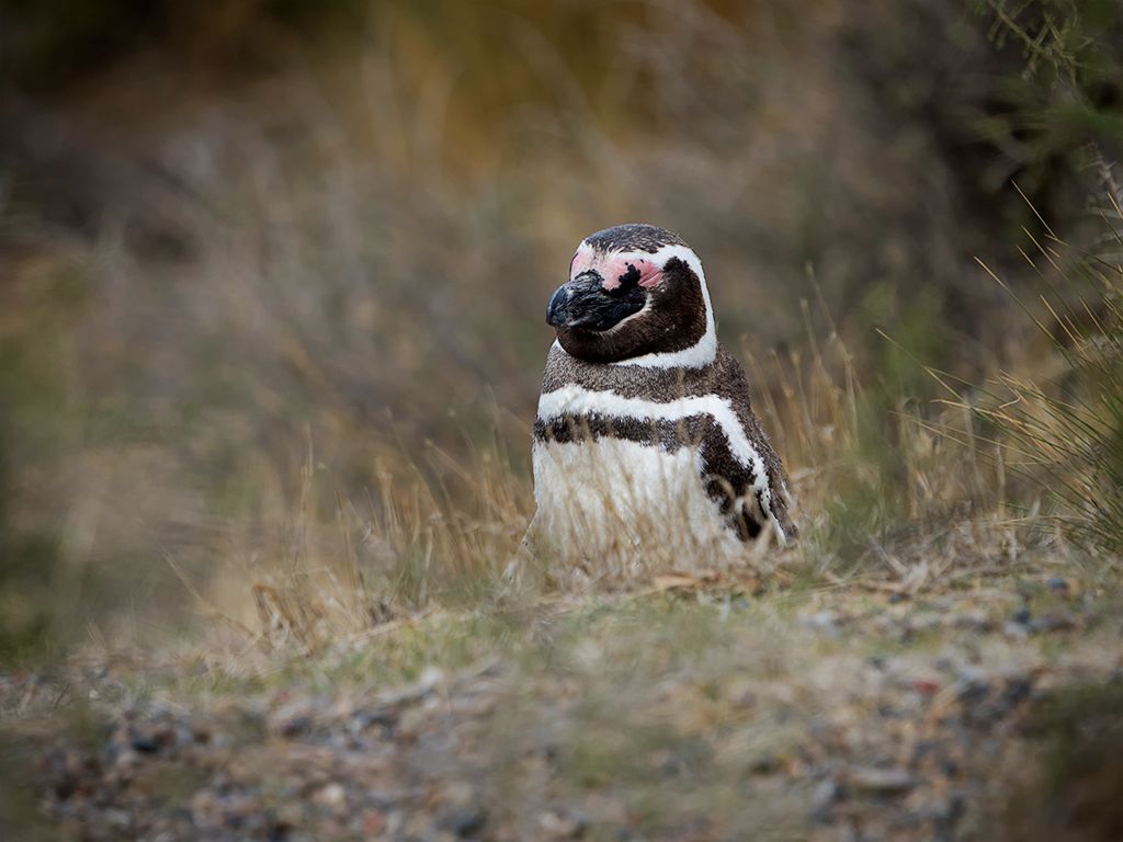 Pingüinos de Magallanes