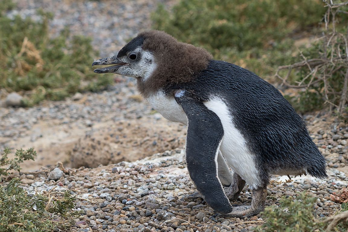 Pingüinos de Magallanes