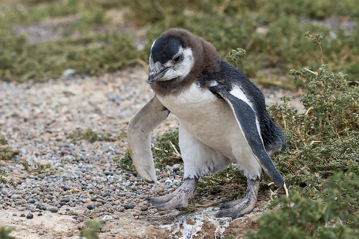 Pingüinos de Magallanes