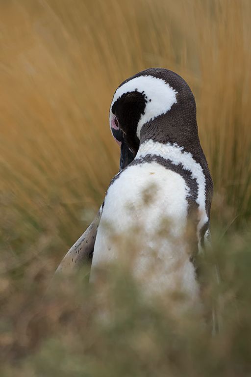 Pingüinos de Magallanes