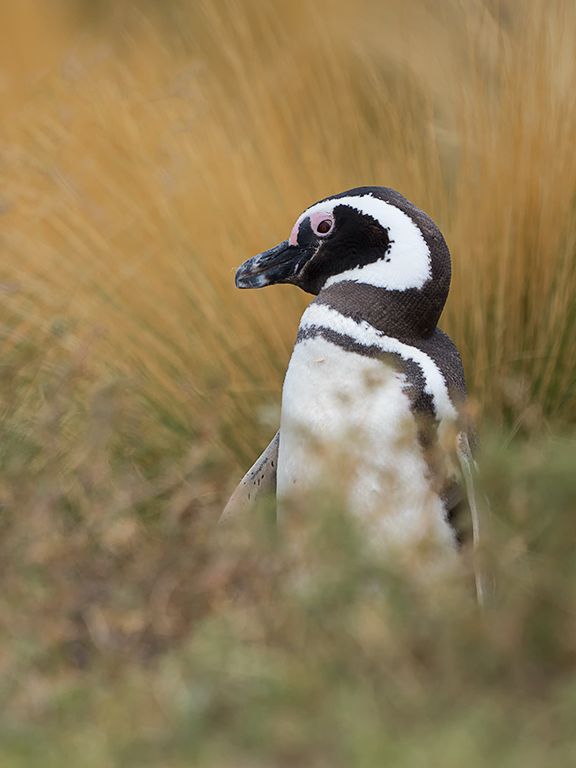 Pingüinos de Magallanes