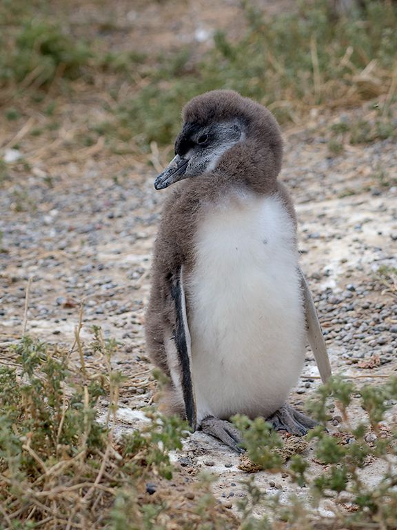 Pingüinos de Magallanes