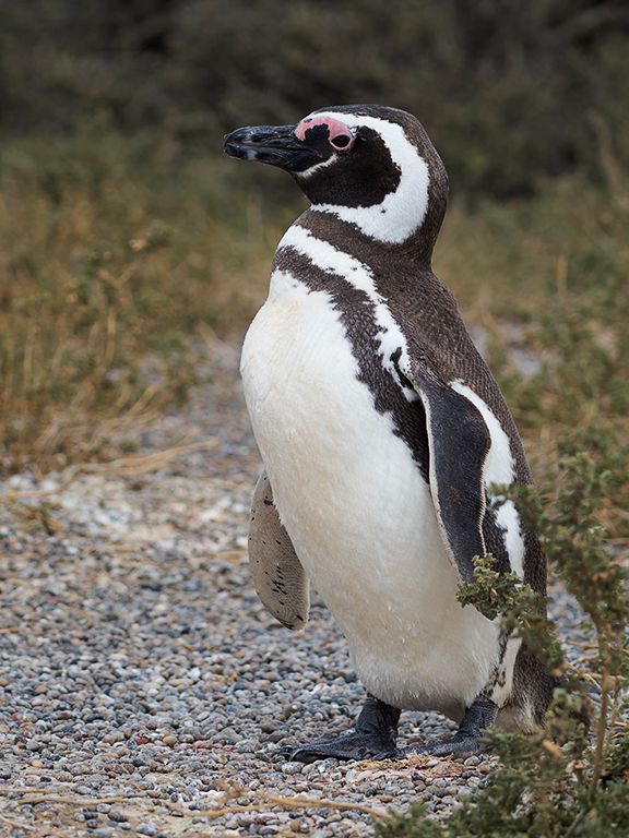 Pingüinos de Magallanes