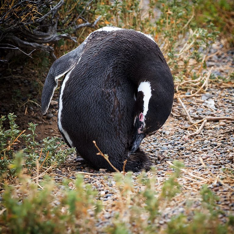 Pingüinos de Magallanes