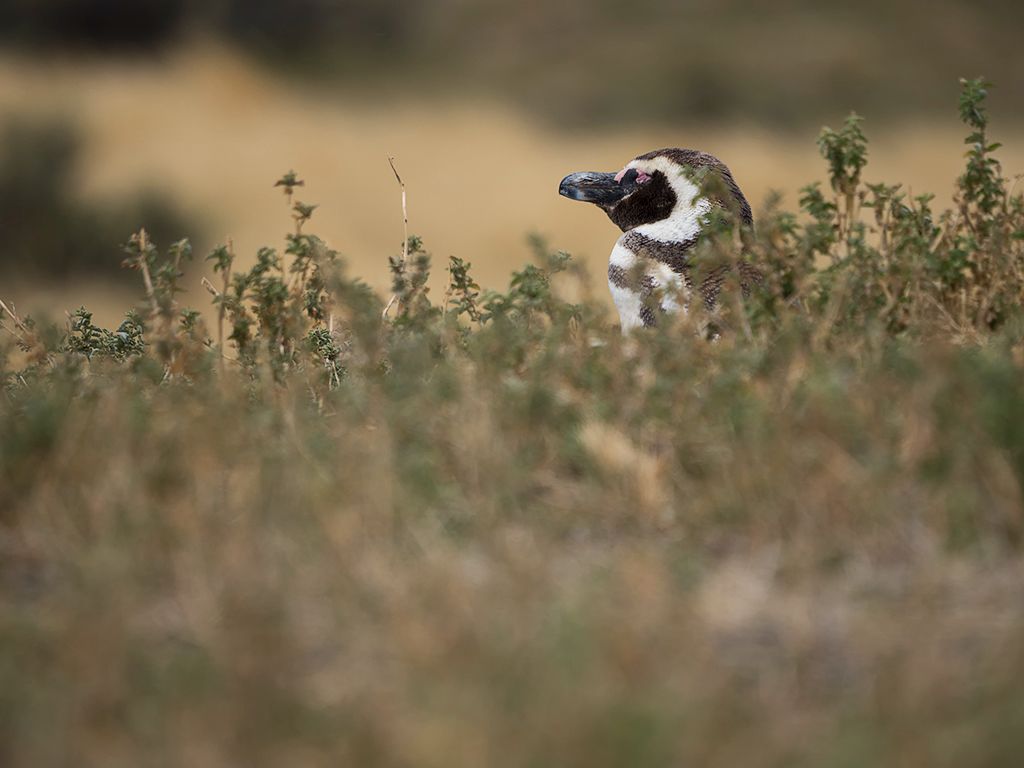 Pingüinos de Magallanes