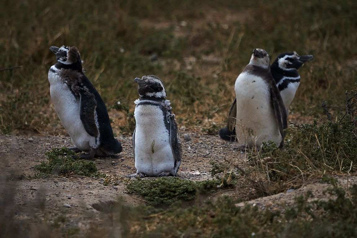 Pingüinos de Magallanes