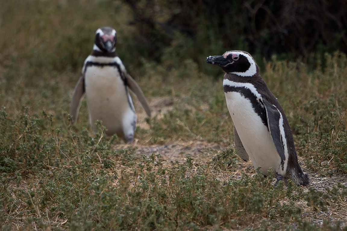 Pingüinos de Magallanes