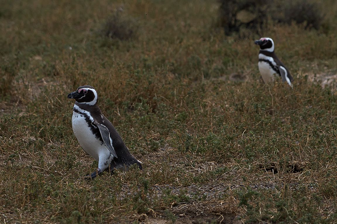 Pingüinos de Magallanes