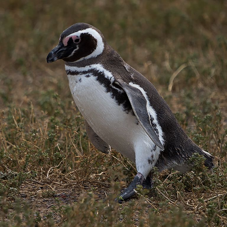 Pingüinos de Magallanes