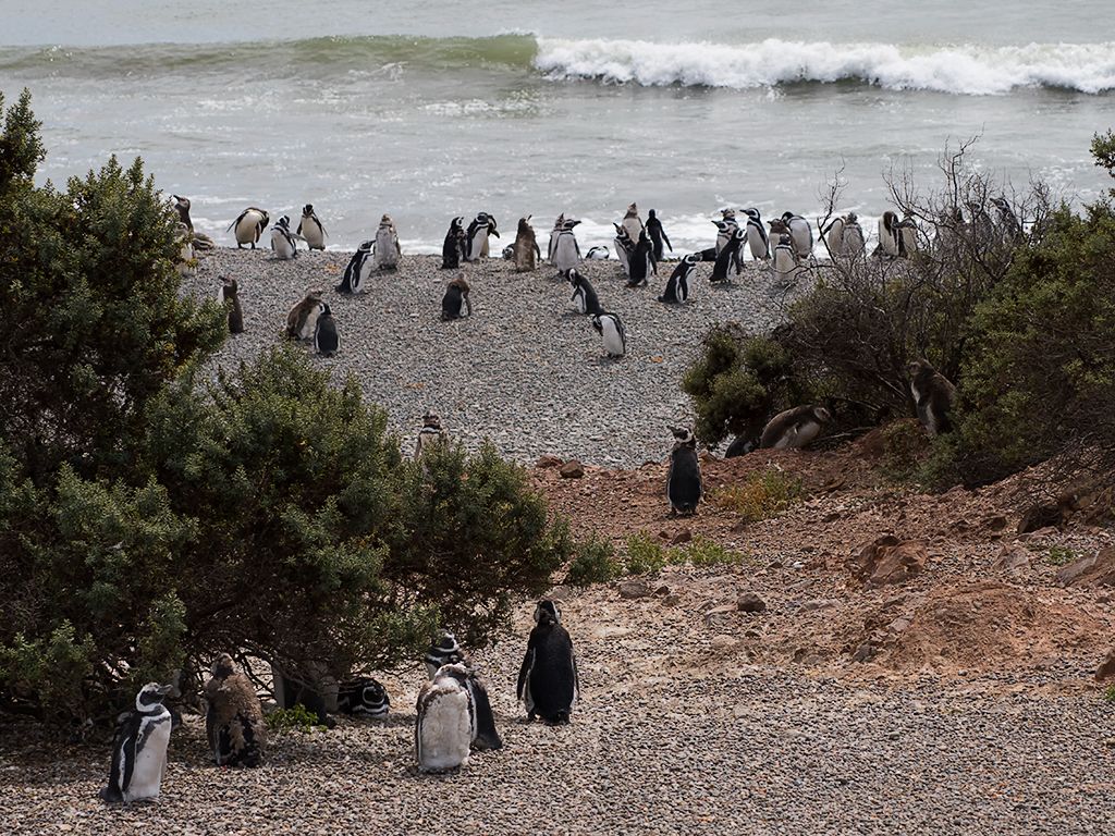 La playa de los pingüinos