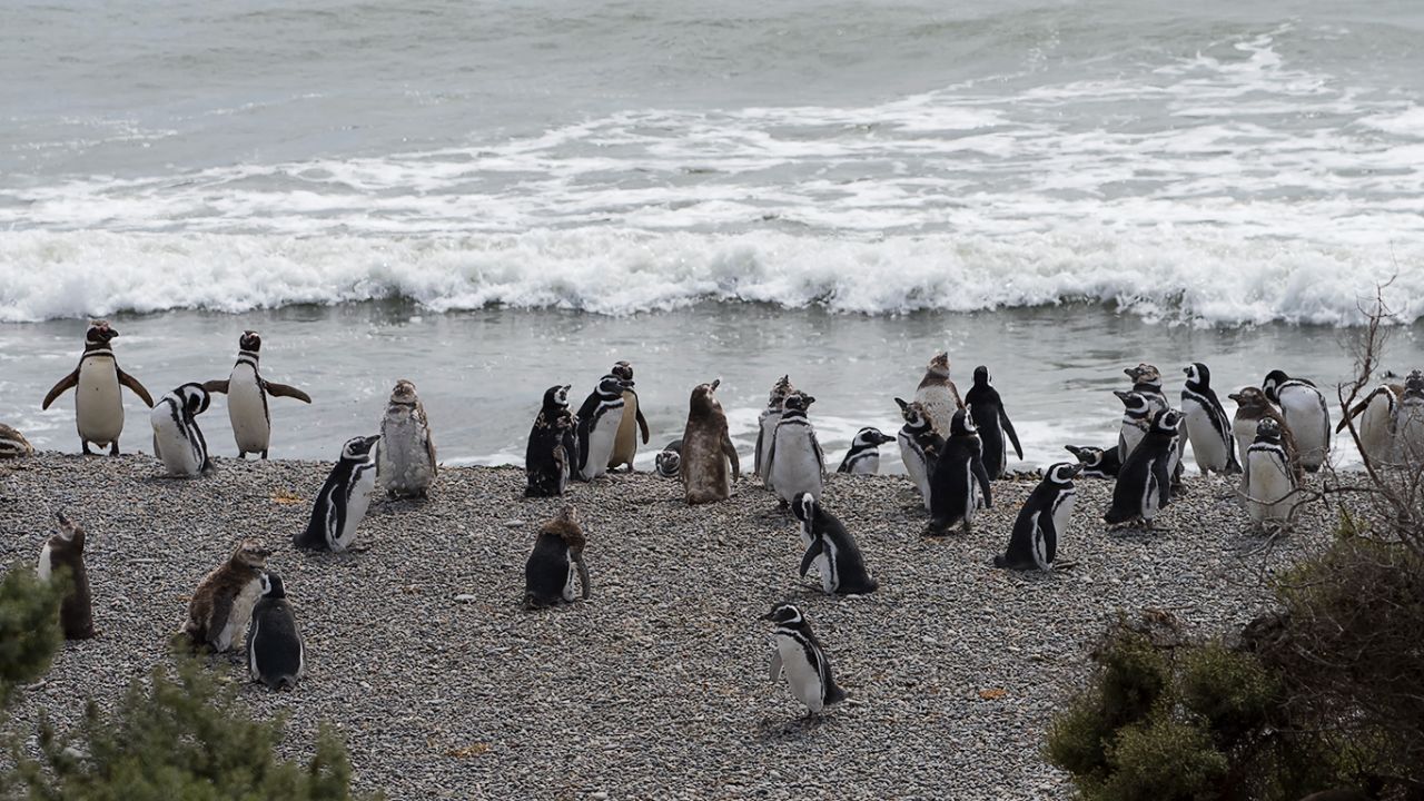 La playa de los pingüinos