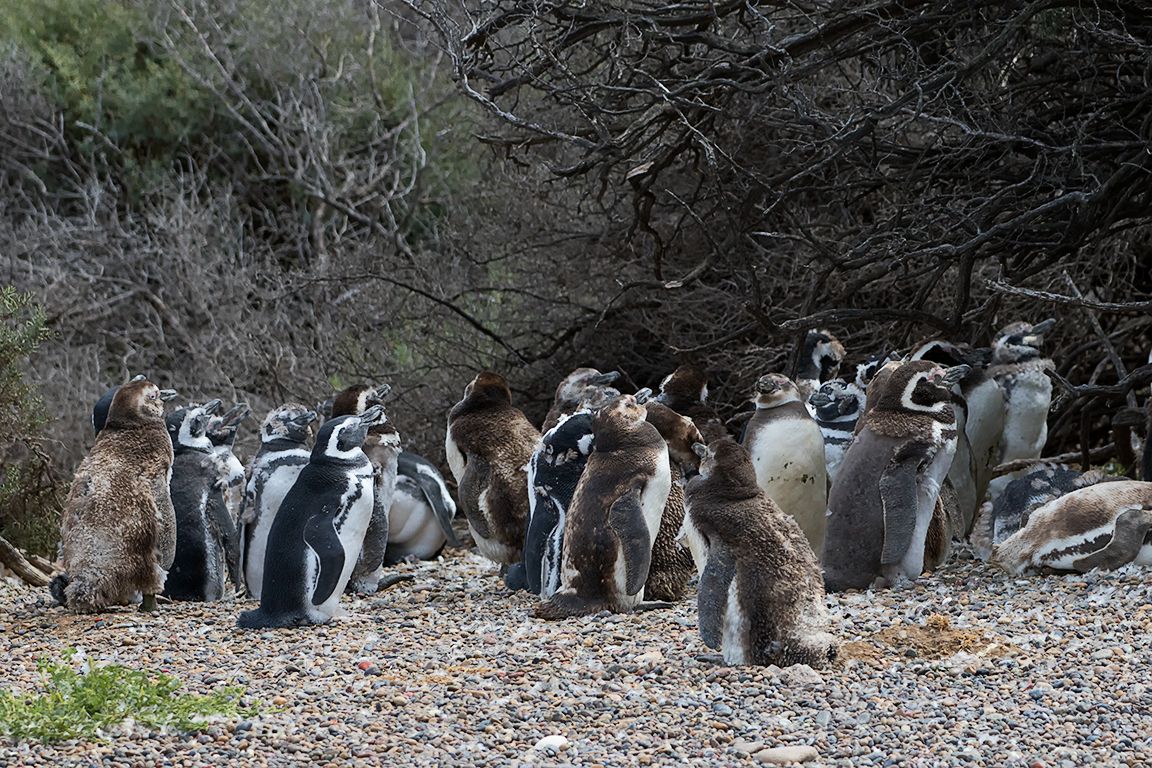 Pingüinos de Magallanes