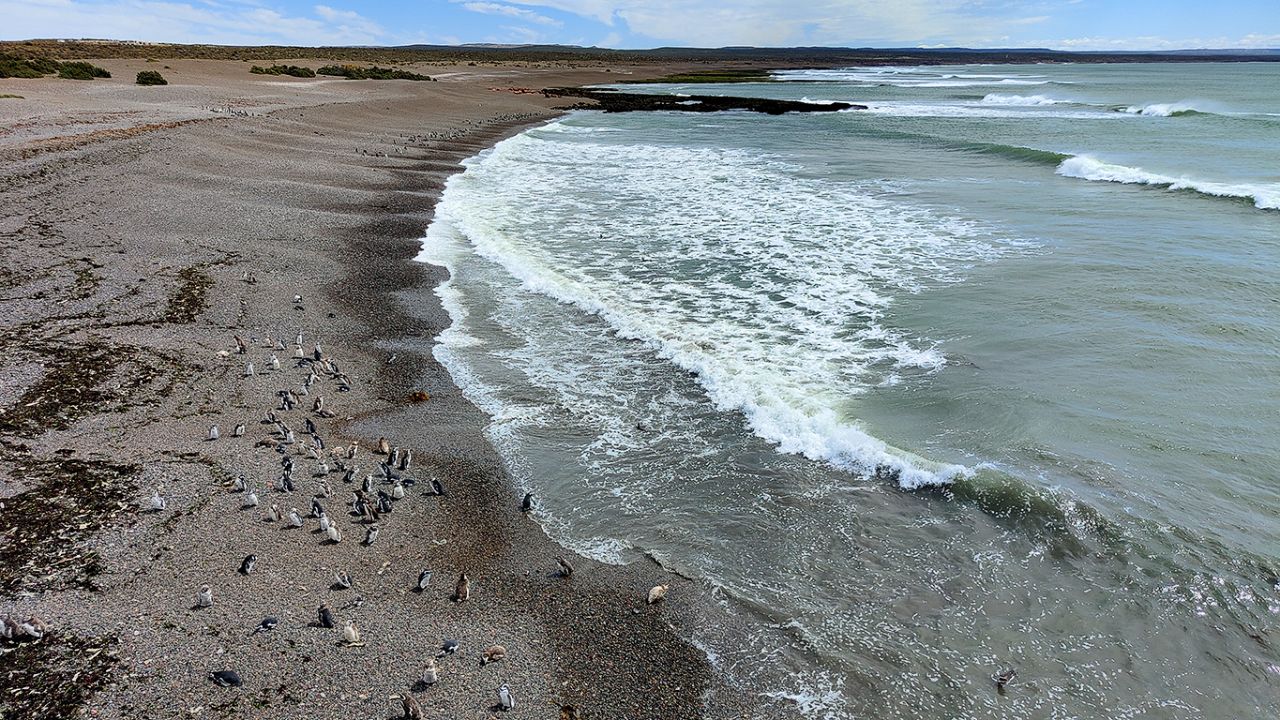 La playa de los pingüinos