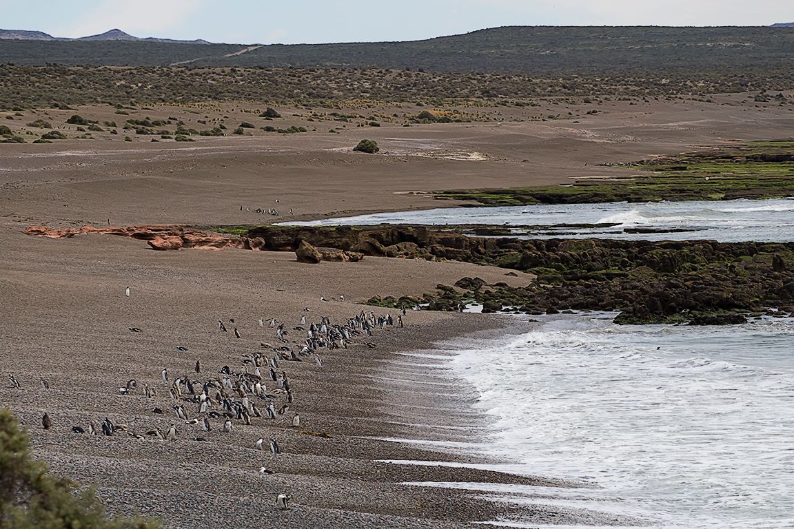 La playa de los pingüinos