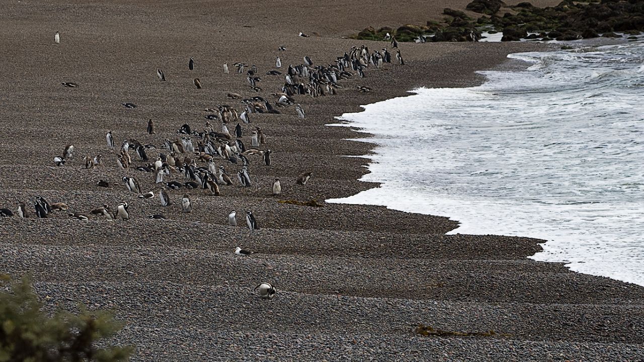 La playa de los pingüinos