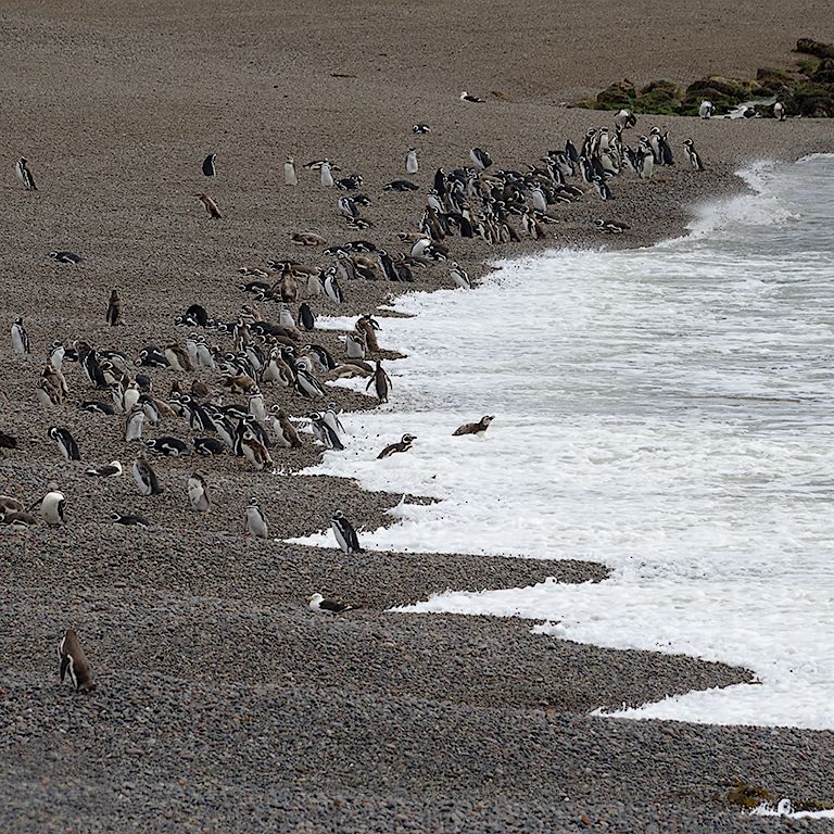 La playa de los pingüinos