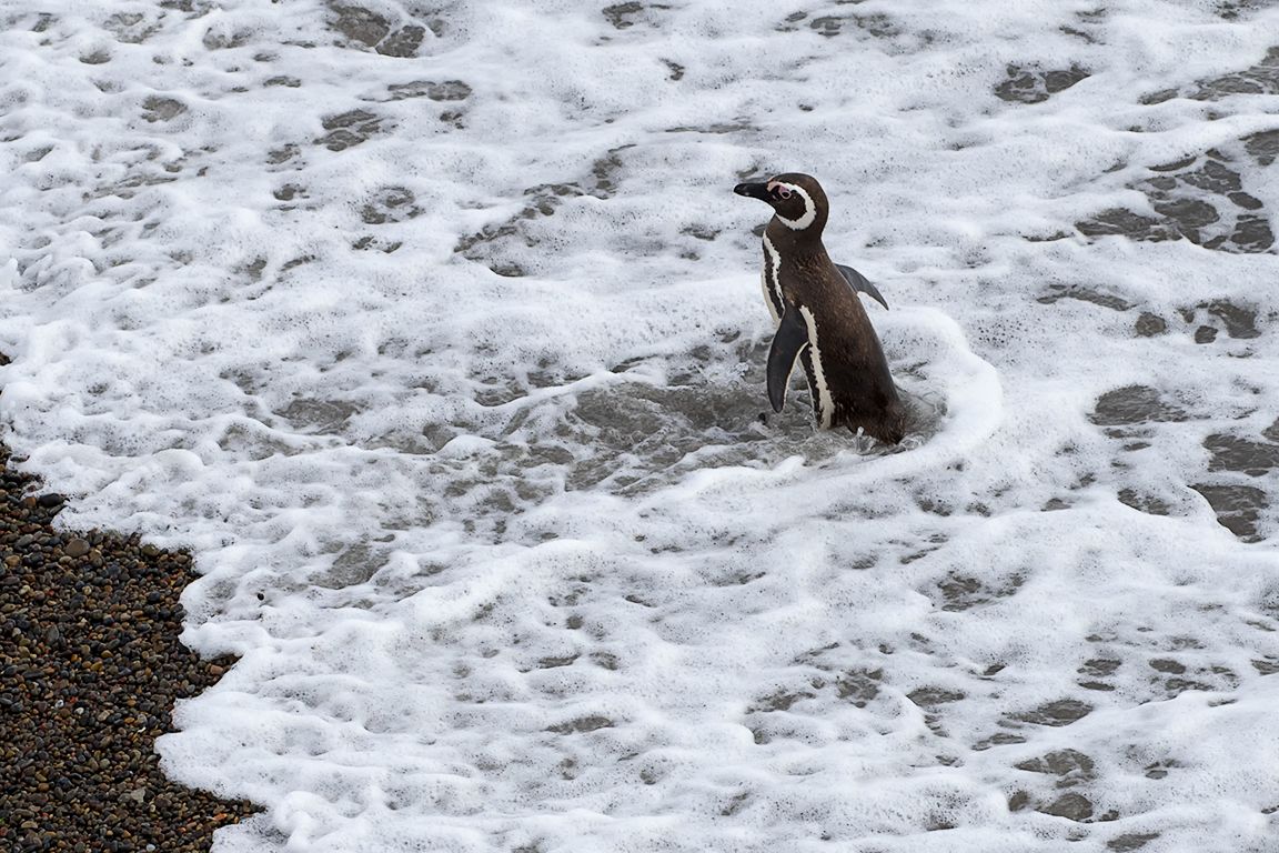 Pingüinos de Magallanes