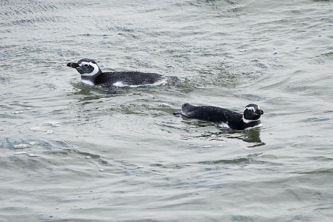 Pingüinos de Magallanes