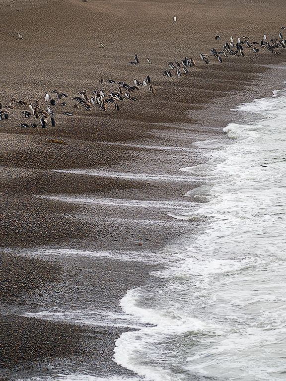 La playa de los pingüinos