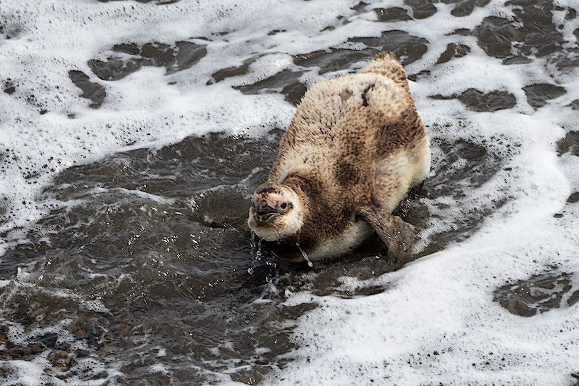 Pingüinos de Magallanes