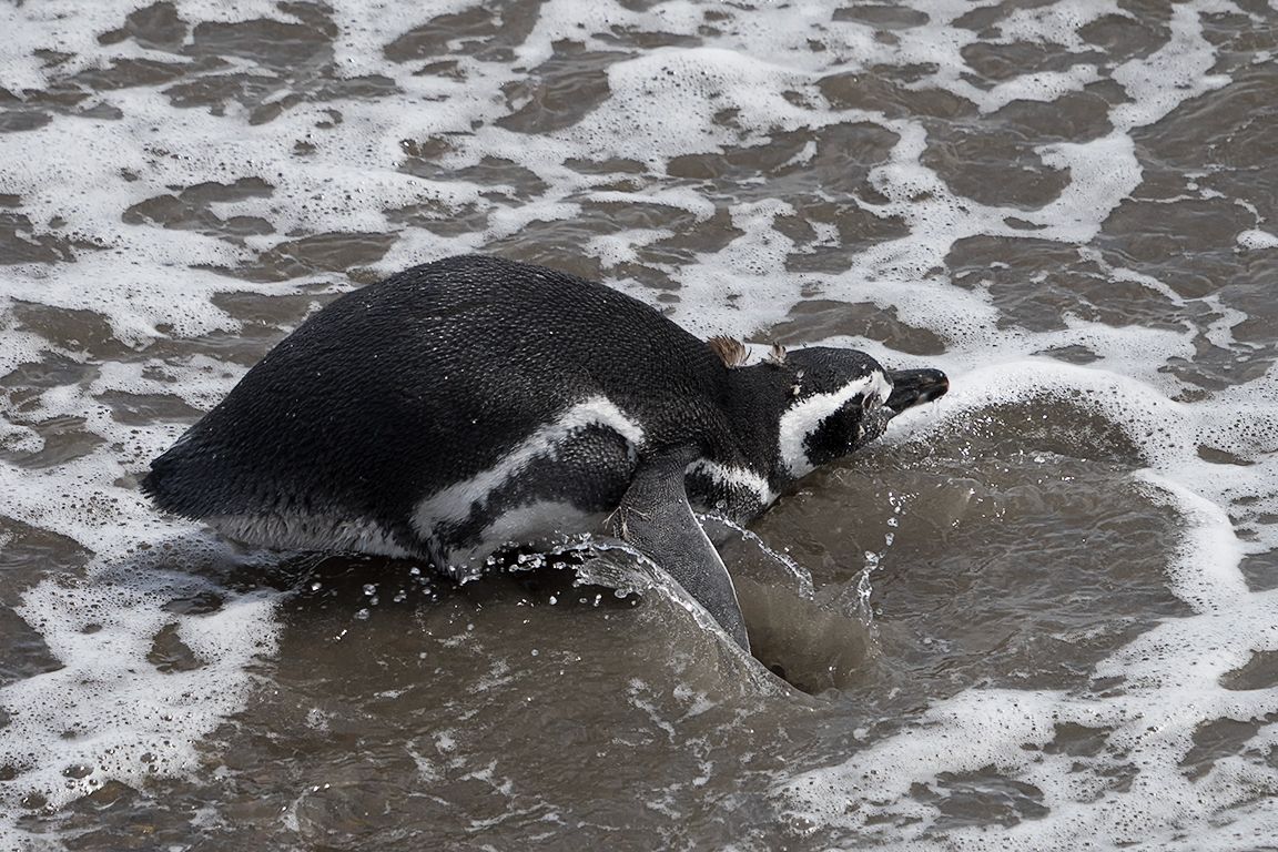 Pingüinos de Magallanes