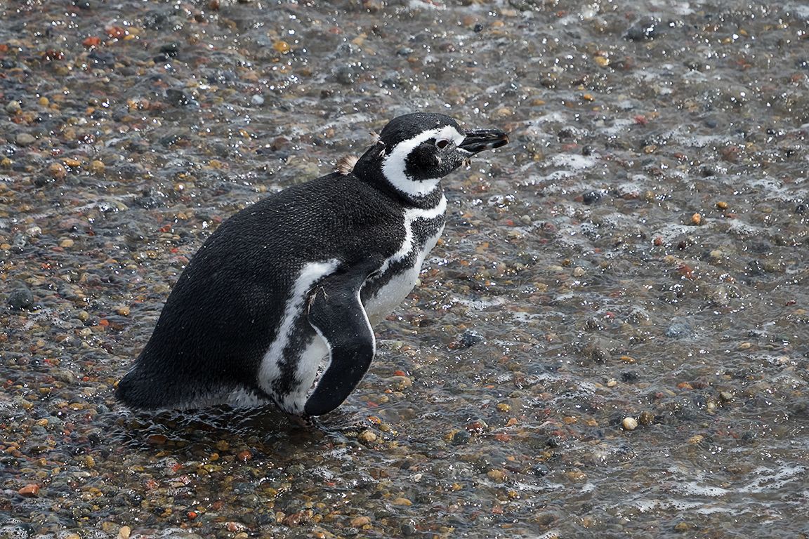 Pingüinos de Magallanes