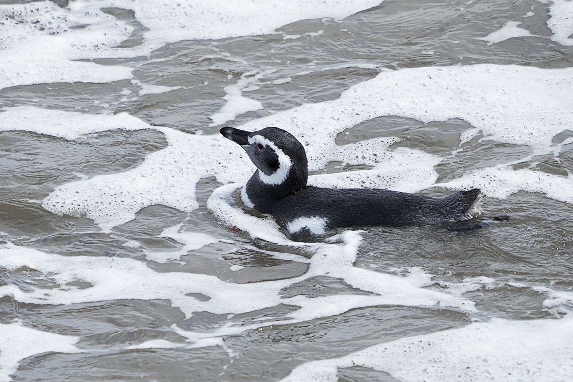 Pingüinos de Magallanes